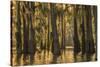Louisiana, Atchafalaya Basin. Cypress Trees with Spanish Moss-Jaynes Gallery-Stretched Canvas