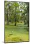 Louisiana, Atchafalaya Basin, Lake Martin. Great Blue Heron in Lake Swamp-Jaynes Gallery-Mounted Photographic Print