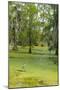 Louisiana, Atchafalaya Basin, Lake Martin. Great Blue Heron in Lake Swamp-Jaynes Gallery-Mounted Photographic Print