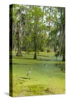 Louisiana, Atchafalaya Basin, Lake Martin. Great Blue Heron in Lake Swamp-Jaynes Gallery-Stretched Canvas