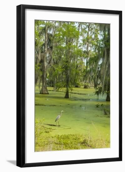 Louisiana, Atchafalaya Basin, Lake Martin. Great Blue Heron in Lake Swamp-Jaynes Gallery-Framed Photographic Print