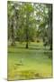 Louisiana, Atchafalaya Basin, Lake Martin. Great Blue Heron in Lake Swamp-Jaynes Gallery-Mounted Photographic Print