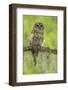 Louisiana. Barred Owl on Tree Limb-Jaynes Gallery-Framed Photographic Print