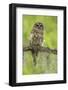 Louisiana. Barred Owl on Tree Limb-Jaynes Gallery-Framed Photographic Print