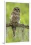 Louisiana. Barred Owl on Tree Limb-Jaynes Gallery-Framed Photographic Print