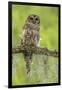 Louisiana. Barred Owl on Tree Limb-Jaynes Gallery-Framed Photographic Print
