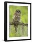 Louisiana. Barred Owl on Tree Limb-Jaynes Gallery-Framed Photographic Print