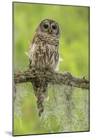 Louisiana. Barred Owl on Tree Limb-Jaynes Gallery-Mounted Photographic Print