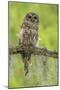 Louisiana. Barred Owl on Tree Limb-Jaynes Gallery-Mounted Photographic Print