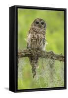 Louisiana. Barred Owl on Tree Limb-Jaynes Gallery-Framed Stretched Canvas