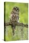 Louisiana. Barred Owl on Tree Limb-Jaynes Gallery-Stretched Canvas