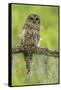 Louisiana. Barred Owl on Tree Limb-Jaynes Gallery-Framed Stretched Canvas