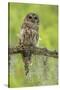 Louisiana. Barred Owl on Tree Limb-Jaynes Gallery-Stretched Canvas