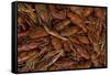 Louisiana Crayfish-null-Framed Stretched Canvas