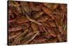 Louisiana Crayfish-null-Stretched Canvas