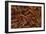 Louisiana Crayfish-null-Framed Premium Photographic Print