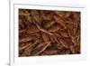 Louisiana Crayfish-null-Framed Photographic Print