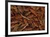 Louisiana Crayfish-null-Framed Photographic Print