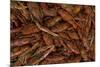 Louisiana Crayfish-null-Mounted Photographic Print