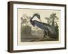 Louisiana Heron, 1834 (Hand-Coloured Aquatint on Wove Paper)-Robert The Younger Havell-Framed Giclee Print