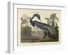 Louisiana Heron, 1834 (Hand-Coloured Aquatint on Wove Paper)-Robert The Younger Havell-Framed Giclee Print
