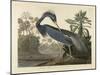 Louisiana Heron, 1834 (Hand-Coloured Aquatint on Wove Paper)-Robert The Younger Havell-Mounted Giclee Print