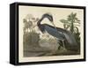 Louisiana Heron, 1834 (Hand-Coloured Aquatint on Wove Paper)-Robert The Younger Havell-Framed Stretched Canvas