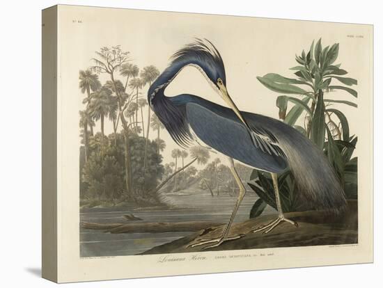 Louisiana Heron, 1834 (Hand-Coloured Aquatint on Wove Paper)-Robert The Younger Havell-Stretched Canvas