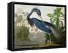 Louisiana Heron from "Birds of America"-John James Audubon-Framed Stretched Canvas