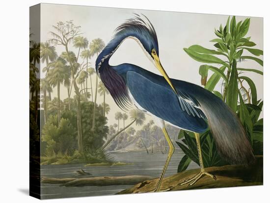 Louisiana Heron from "Birds of America"-John James Audubon-Stretched Canvas