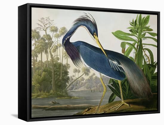 Louisiana Heron from "Birds of America"-John James Audubon-Framed Stretched Canvas