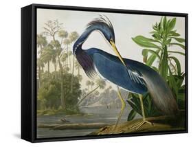 Louisiana Heron from "Birds of America"-John James Audubon-Framed Stretched Canvas