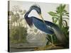 Louisiana Heron from "Birds of America"-John James Audubon-Stretched Canvas