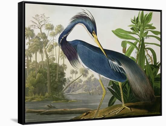 Louisiana Heron from "Birds of America"-John James Audubon-Framed Stretched Canvas