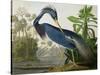 Louisiana Heron from "Birds of America"-John James Audubon-Stretched Canvas