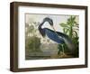 Louisiana Heron from "Birds of America"-John James Audubon-Framed Premium Giclee Print