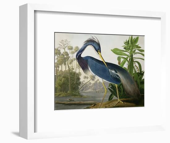 Louisiana Heron from "Birds of America"-John James Audubon-Framed Premium Giclee Print