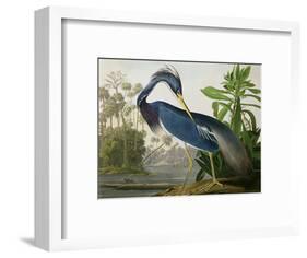 Louisiana Heron from "Birds of America"-John James Audubon-Framed Premium Giclee Print