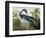 Louisiana Heron from "Birds of America"-John James Audubon-Framed Premium Giclee Print