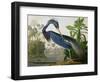 Louisiana Heron from "Birds of America"-John James Audubon-Framed Premium Giclee Print