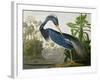 Louisiana Heron from "Birds of America"-John James Audubon-Framed Premium Giclee Print