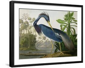 Louisiana Heron from "Birds of America"-John James Audubon-Framed Premium Giclee Print