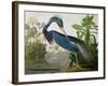 Louisiana Heron from "Birds of America"-John James Audubon-Framed Premium Giclee Print