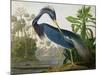 Louisiana Heron from "Birds of America"-John James Audubon-Mounted Premium Giclee Print