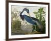 Louisiana Heron from "Birds of America"-John James Audubon-Framed Premium Giclee Print