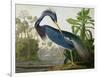 Louisiana Heron from "Birds of America"-John James Audubon-Framed Premium Giclee Print