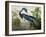 Louisiana Heron from "Birds of America"-John James Audubon-Framed Giclee Print