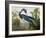 Louisiana Heron from "Birds of America"-John James Audubon-Framed Giclee Print