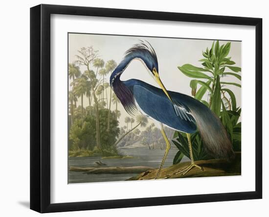 Louisiana Heron from "Birds of America"-John James Audubon-Framed Giclee Print