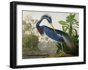 Louisiana Heron from "Birds of America"-John James Audubon-Framed Giclee Print